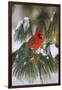 Northern Cardinal Male in White Pine Tree in Winter, Marion County, Illinois-Richard and Susan Day-Framed Premium Photographic Print