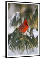 Northern Cardinal Male in White Pine Tree in Winter, Marion County, Illinois-Richard and Susan Day-Framed Premium Photographic Print