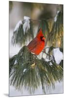 Northern Cardinal Male in White Pine Tree in Winter, Marion County, Illinois-Richard and Susan Day-Mounted Premium Photographic Print