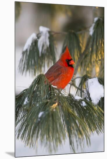 Northern Cardinal Male in White Pine Tree in Winter, Marion County, Illinois-Richard and Susan Day-Mounted Premium Photographic Print