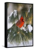 Northern Cardinal Male in White Pine Tree in Winter, Marion County, Illinois-Richard and Susan Day-Framed Stretched Canvas