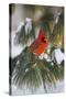 Northern Cardinal Male in White Pine Tree in Winter, Marion County, Illinois-Richard and Susan Day-Stretched Canvas