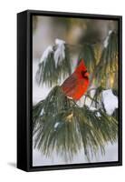 Northern Cardinal Male in White Pine Tree in Winter, Marion County, Illinois-Richard and Susan Day-Framed Stretched Canvas