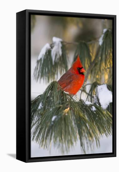 Northern Cardinal Male in White Pine Tree in Winter, Marion County, Illinois-Richard and Susan Day-Framed Stretched Canvas