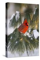 Northern Cardinal Male in White Pine Tree in Winter, Marion County, Illinois-Richard and Susan Day-Stretched Canvas