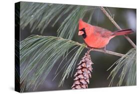 Northern Cardinal Male in White Pine Tree, Marion, Illinois, Usa-Richard ans Susan Day-Stretched Canvas