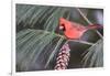 Northern Cardinal Male in White Pine Tree, Marion, Illinois, Usa-Richard ans Susan Day-Framed Photographic Print