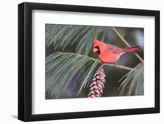 Northern Cardinal Male in White Pine Tree, Marion, Illinois, Usa-Richard ans Susan Day-Framed Photographic Print