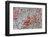 Northern cardinal male in winterberry bush, Marion County, Illinois.-Richard & Susan Day-Framed Photographic Print