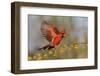 Northern Cardinal male landing on huisache branch-Larry Ditto-Framed Photographic Print