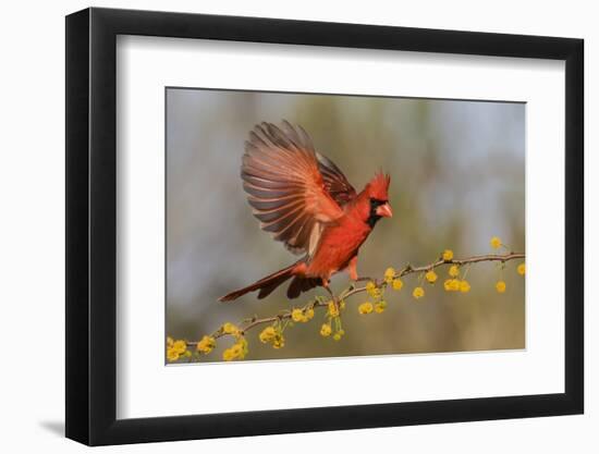 Northern Cardinal male landing on huisache branch-Larry Ditto-Framed Photographic Print