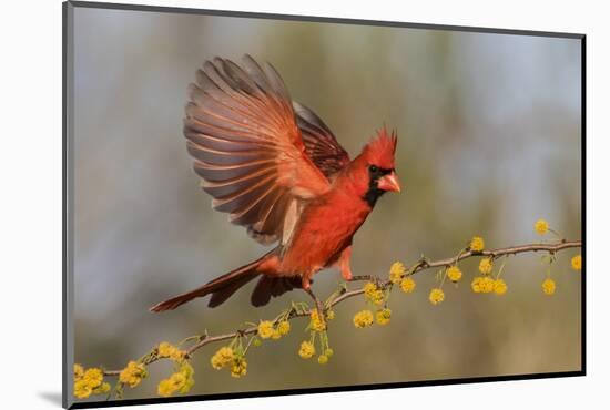 Northern Cardinal male landing on huisache branch-Larry Ditto-Mounted Photographic Print