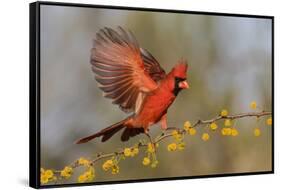 Northern Cardinal male landing on huisache branch-Larry Ditto-Framed Stretched Canvas