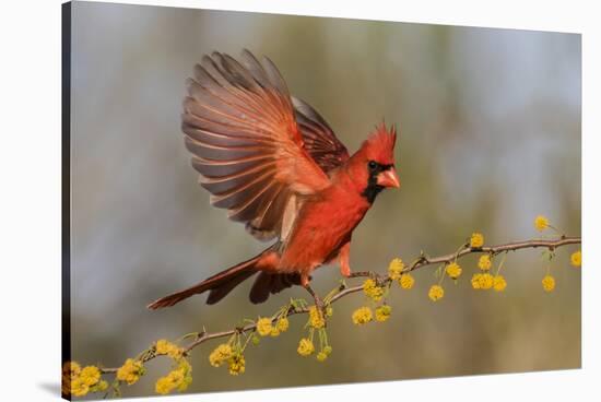 Northern Cardinal male landing on huisache branch-Larry Ditto-Stretched Canvas