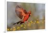 Northern Cardinal male landing on huisache branch-Larry Ditto-Framed Photographic Print