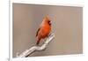 Northern cardinal male, Marion County, Illinois.-Richard & Susan Day-Framed Photographic Print