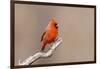 Northern cardinal male, Marion County, Illinois.-Richard & Susan Day-Framed Photographic Print