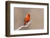 Northern cardinal male, Marion County, Illinois.-Richard & Susan Day-Framed Photographic Print