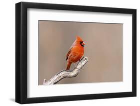 Northern cardinal male, Marion County, Illinois.-Richard & Susan Day-Framed Photographic Print