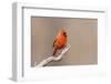 Northern cardinal male, Marion County, Illinois.-Richard & Susan Day-Framed Photographic Print