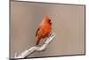 Northern cardinal male, Marion County, Illinois.-Richard & Susan Day-Mounted Photographic Print