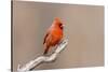 Northern cardinal male, Marion County, Illinois.-Richard & Susan Day-Stretched Canvas