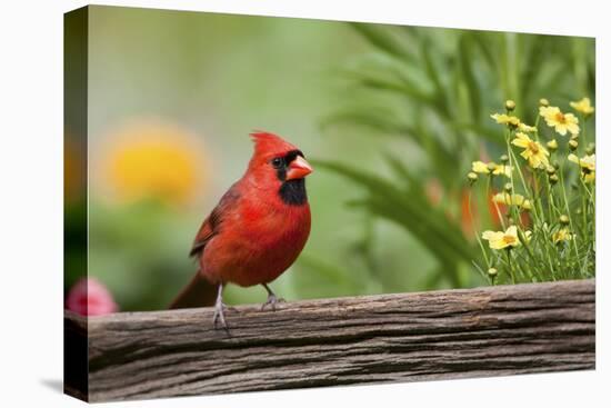 Northern Cardinal Male on Fence, Marion, Illinois, Usa-Richard ans Susan Day-Stretched Canvas
