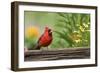 Northern Cardinal Male on Fence, Marion, Illinois, Usa-Richard ans Susan Day-Framed Photographic Print