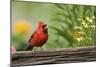 Northern Cardinal Male on Fence, Marion, Illinois, Usa-Richard ans Susan Day-Mounted Photographic Print