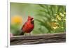 Northern Cardinal Male on Fence, Marion, Illinois, Usa-Richard ans Susan Day-Framed Photographic Print