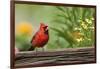 Northern Cardinal Male on Fence, Marion, Illinois, Usa-Richard ans Susan Day-Framed Photographic Print