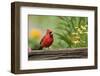 Northern Cardinal Male on Fence, Marion, Illinois, Usa-Richard ans Susan Day-Framed Photographic Print