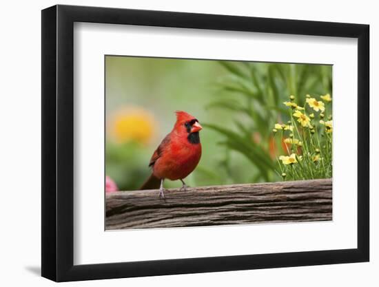 Northern Cardinal Male on Fence, Marion, Illinois, Usa-Richard ans Susan Day-Framed Photographic Print