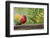 Northern Cardinal Male on Fence, Marion, Illinois, Usa-Richard ans Susan Day-Framed Photographic Print