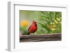 Northern Cardinal male on fence near flower garden, Marion, Illinois, USA.-Richard & Susan Day-Framed Photographic Print