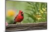 Northern Cardinal male on fence near flower garden, Marion, Illinois, USA.-Richard & Susan Day-Mounted Photographic Print