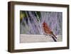 Northern Cardinal Male on Fence Near Russian Sage, Marion County, Illinois-Richard and Susan Day-Framed Photographic Print