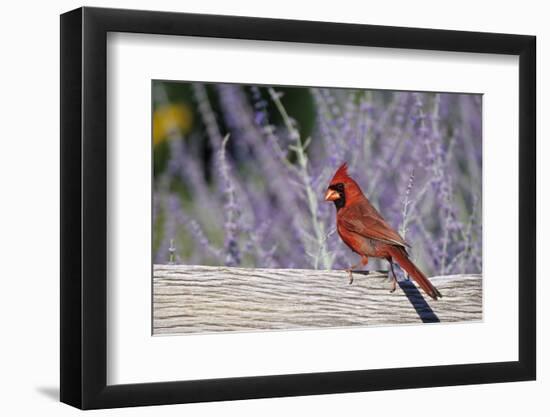 Northern Cardinal Male on Fence Near Russian Sage, Marion County, Illinois-Richard and Susan Day-Framed Photographic Print