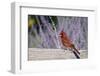 Northern Cardinal Male on Fence Near Russian Sage, Marion County, Illinois-Richard and Susan Day-Framed Photographic Print