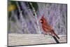 Northern Cardinal Male on Fence Near Russian Sage, Marion County, Illinois-Richard and Susan Day-Mounted Photographic Print