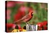 Northern Cardinal Male on Fence Post Near Flower Garden, Marion, Il-Richard and Susan Day-Stretched Canvas