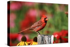 Northern Cardinal Male on Fence Post Near Flower Garden, Marion, Il-Richard and Susan Day-Stretched Canvas