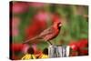 Northern Cardinal Male on Fence Post Near Flower Garden, Marion, Il-Richard and Susan Day-Stretched Canvas