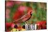 Northern Cardinal Male on Fence Post Near Flower Garden, Marion, Il-Richard and Susan Day-Stretched Canvas