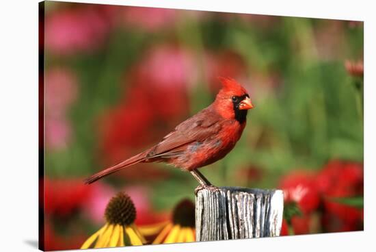 Northern Cardinal Male on Fence Post Near Flower Garden, Marion, Il-Richard and Susan Day-Stretched Canvas