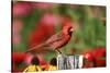 Northern Cardinal Male on Fence Post Near Flower Garden, Marion, Il-Richard and Susan Day-Stretched Canvas