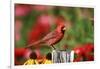 Northern Cardinal Male on Fence Post Near Flower Garden, Marion, Il-Richard and Susan Day-Framed Photographic Print