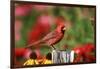 Northern Cardinal Male on Fence Post Near Flower Garden, Marion, Il-Richard and Susan Day-Framed Photographic Print