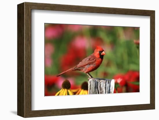 Northern Cardinal Male on Fence Post Near Flower Garden, Marion, Il-Richard and Susan Day-Framed Photographic Print