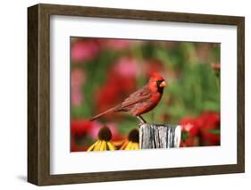 Northern Cardinal Male on Fence Post Near Flower Garden, Marion, Il-Richard and Susan Day-Framed Photographic Print